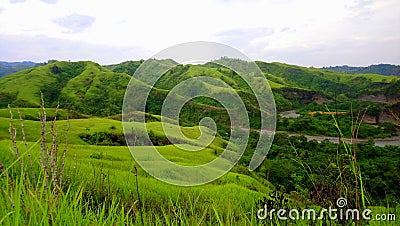 Relaxing and peaceful view of greeneries. Stock Photo
