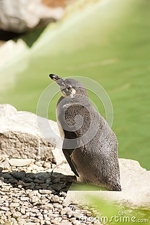 Relaxing Penguin Stock Photo