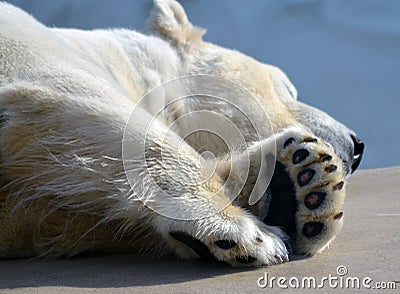Relaxing Polarbear Stock Photo
