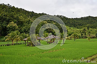 Relaxing scenery of beauty in rainy season Stock Photo