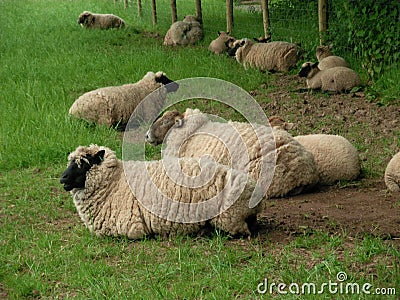 Relaxing sheep Stock Photo