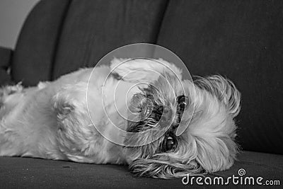 Relaxing Shih Tzu Dog Stock Photo