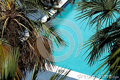 View of a relaxing swimming pool surrounded by tropical palm trees Stock Photo