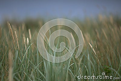 Relaxing view of green sea grass in Baltic dunes. Floral background. Stock Photo