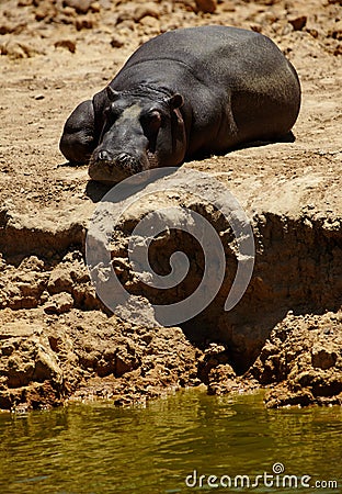 Relaxing by the watering hole. a hippo lying near a watering hole in the plains of Africa. Stock Photo