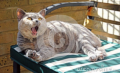 Relaxing yawning pedigree cat on bench Stock Photo