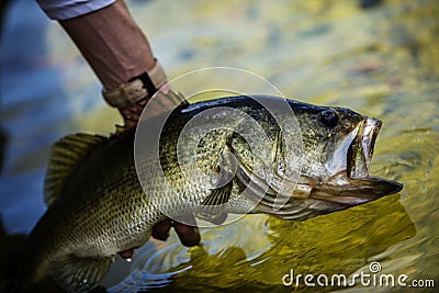 Releasing A Big Largemouth Bass Stock Photo