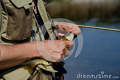 Releasing Brown Trout Stock Photo