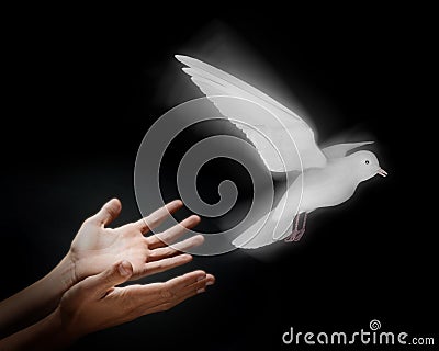 Releasing a Dove Stock Photo