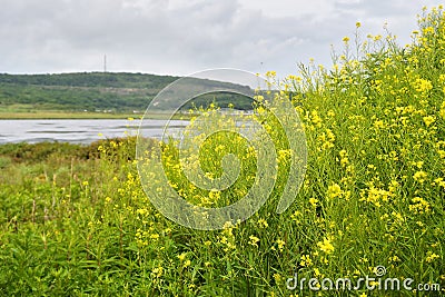 Relict lake of Akhlestyshev on the island of Russkiy. Russia, Vladivostok. Focus on flowers Stock Photo