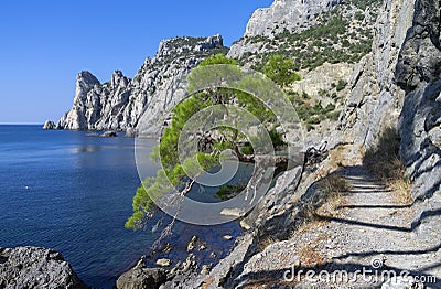 Relict pine on the sea coast. Crimea. Stock Photo