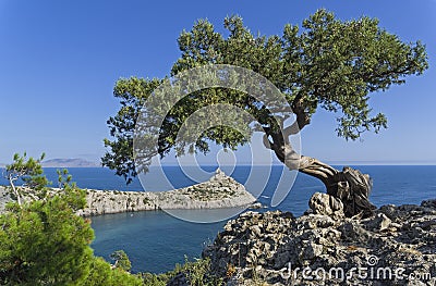 Relict tree-like juniper against a cloudless sky. Stock Photo
