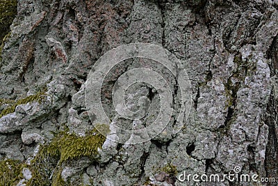 The relief birch bark is covered with white moss Stock Photo