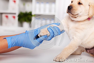 Reluctant labrador puppy dog being examined at the veterinary Stock Photo