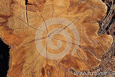 The remaining stump of a large tree that has been cut down Stock Photo