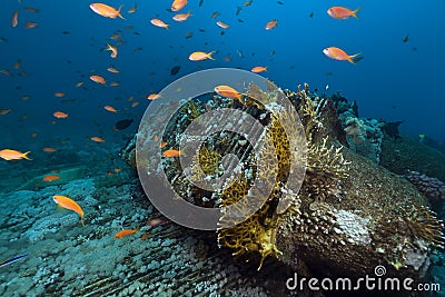 Remains and cargo of the Yolanda in the Red Sea. Stock Photo