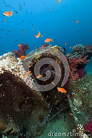 Remains and cargo of the Yolanda in the Red Sea. Stock Photo