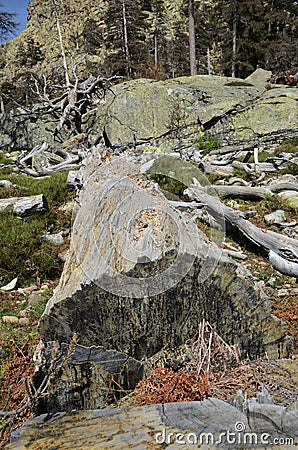 Remains of the dead tree in the mountain slope Stock Photo