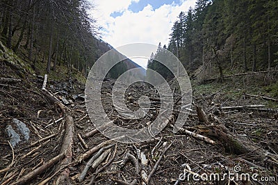 The remains of a destroyed forest because of the avalanches, floods and deforestation. A lot of branches and trees block a river Stock Photo