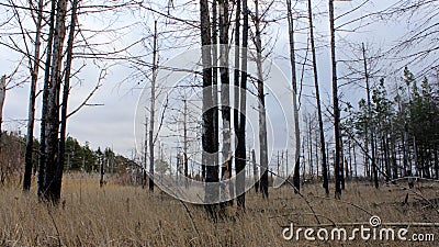 Remains of Forest Devastated by Fire on Cloudy Day Stock Photo