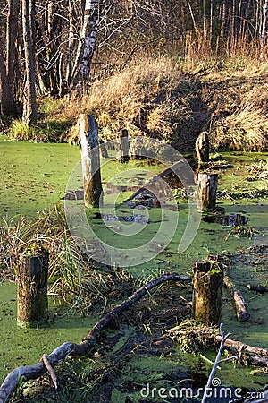 Remains of old bridge on abandoned forest road Stock Photo