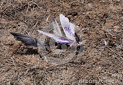 Remains of a racing pigeon killed by a peregrine falcon Stock Photo