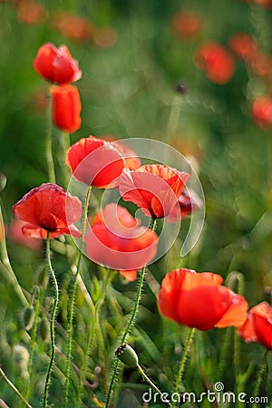Remembrance day, Anzac Day, serenity Opium poppy, botanical plant, ecology. Poppy flower field, harvesting. Summer and spring, Stock Photo