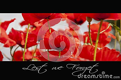 Remembrance day background Stock Photo