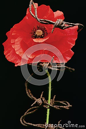 Remembrance day, poppy metaphor Stock Photo