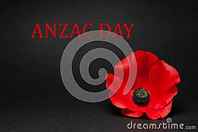 The remembrance poppy - poppy appeal. Poppy flower on black background. Decorative flower for Anzac Day. Stock Photo