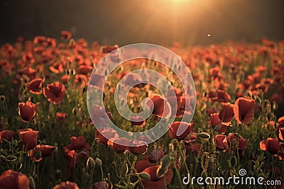 The remembrance poppy - poppy appeal. Stock Photo