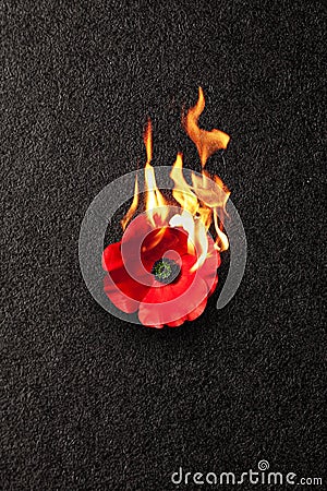 The remembrance poppy - poppy appeal. Poppy flower on fire on black background. Decorative flower for Remembrance Day. Stock Photo