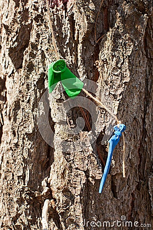 Popped party balloons pinned to a tree trunk Stock Photo