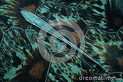Remora or sucker fish on green turtle carapace Stock Photo