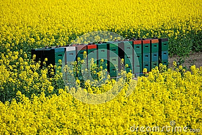 Removable hives in a field Stock Photo