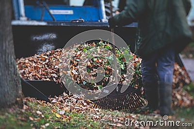 Removing fallen autumn leaves in the park, process of raking and cleaning the area from yellow leaves, regular seasonal work with Stock Photo