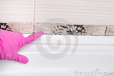 Removing mold and mildew from tile joints in the bathroom by woman hand in pink protective gloves, copyspace Stock Photo