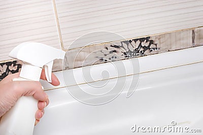 Removing mold and mildew from tile joints in the bathroom by woman hand in pink protective gloves and spray, copyspace Stock Photo