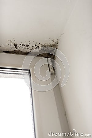 Removing mold in window Stock Photo