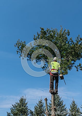 Removing A Pine Tree Editorial Stock Photo