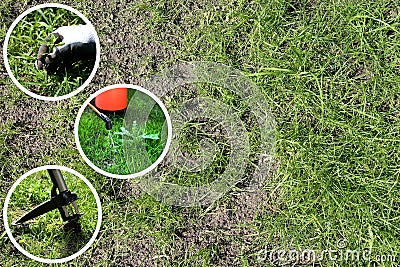 removing weeds from the lawn Stock Photo