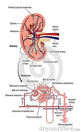 Renal blood flow Vector Illustration