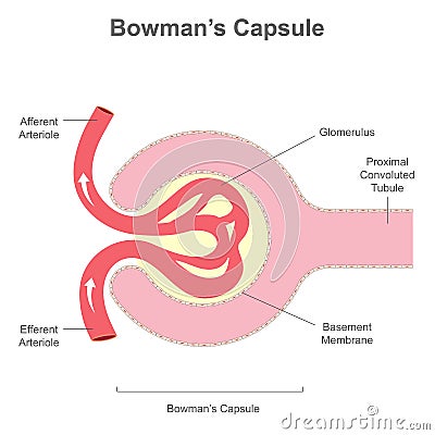 The renal corpuscle or Bowman's Capsule structure Vector Illustration