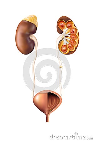 renal system and kidney stones Vector Illustration
