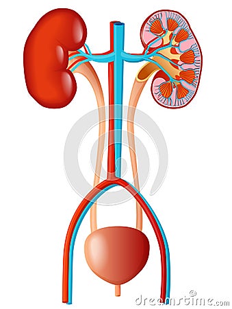 Renal System Vector Illustration