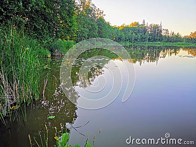 Renda. Summer. Pines. Lake. Stock Photo