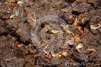 Rendang Stock Photo