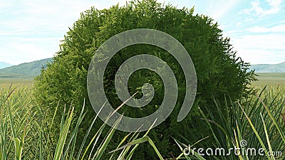 Chamaecyparis cypress in field Stock Photo