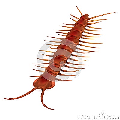 Render of lithobius forficatus Stock Photo