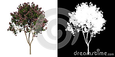 Front view tree (Young Rain Tree Albizia Saman 1) white background alpha png 3D Rendering Ilustracion 3D Stock Photo